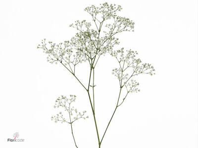 Gypsophila paniculata Zinzi Tyree