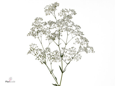 Gypsophila paniculata Andromeda