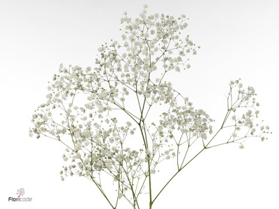 Gypsophila paniculata 'Pearl Ginga'