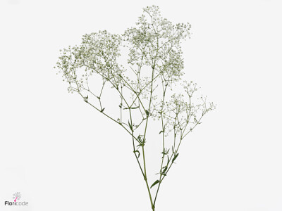 Gypsophila paniculata White Victoria