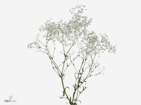 Gypsophila paniculata 'Adoratta'