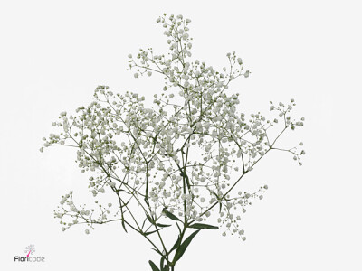 Gypsophila paniculata Orstar