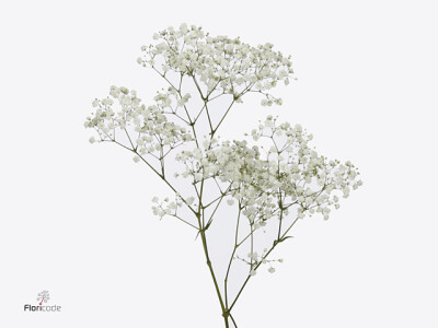 Gypsophila paniculata Cosmic