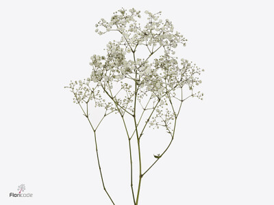 Gypsophila paniculata Xlence Endure