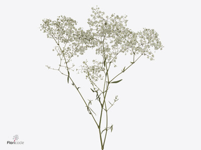 Gypsophila paniculata 'Crystal White'