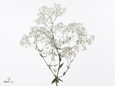 Gypsophila paniculata 'Pearls Grandtastic'