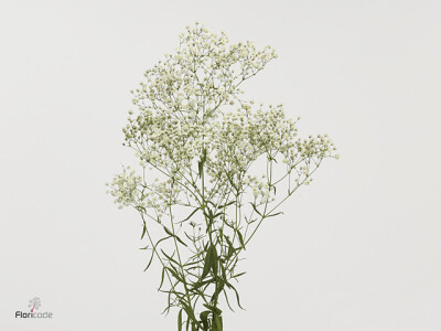 Gypsophila Zinzi Aboa