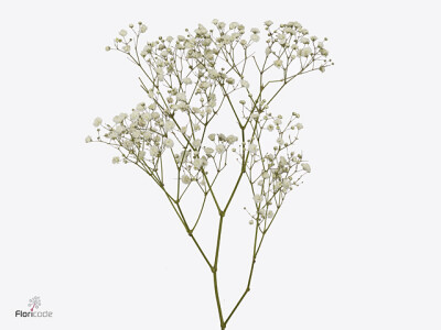 Gypsophila paniculata Xcite