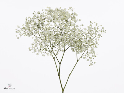 Gypsophila paniculata Dynamic Love Improved