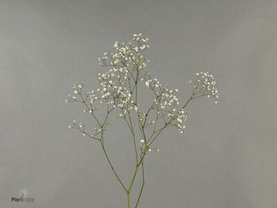 Gypsophila paniculata Polar Bear