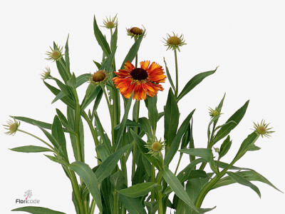 Helenium 'Moerheim Beauty'