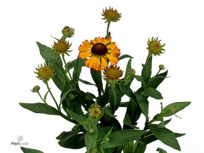 Helenium 'Kupfersprudel'