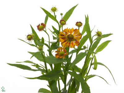 Helenium 'Festival'