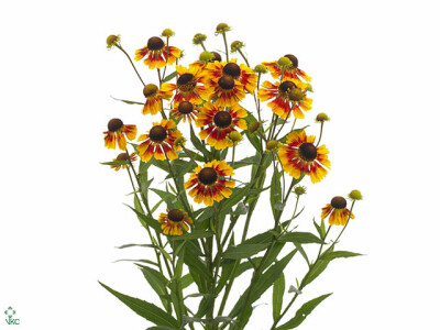 Helenium 'Zonnedam'