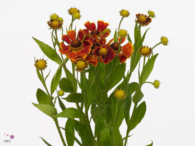 Helenium 'Red King'