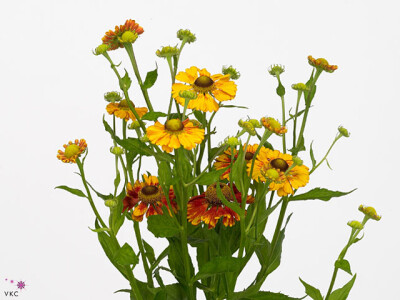 Helenium Autumn Flirt