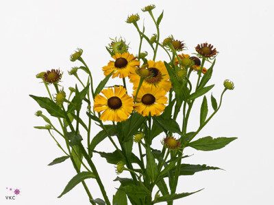 Helenium Sunny Flirt