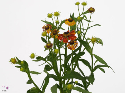 Helenium 'Kandela'