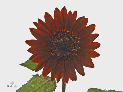 Helianthus annuus 'Prado Red'