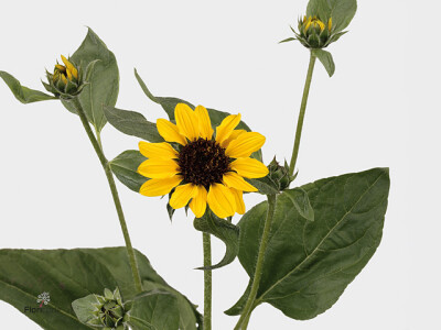 Helianthus annuus 'Sonja'