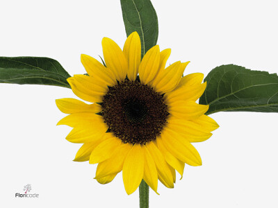 Helianthus annuus 'Sunrich Orange'