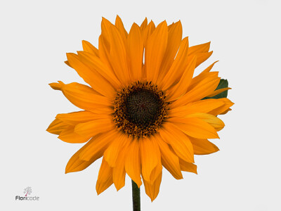 Helianthus x laetiflorus 'Semiplenus'