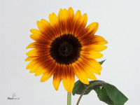 Helianthus annuus 'Orange Sunrise'