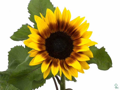 Helianthus annuus 'Pro Cut Bi-colour'