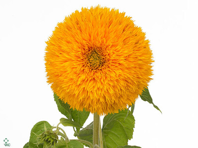 Helianthus annuus 'Teddy Bear'