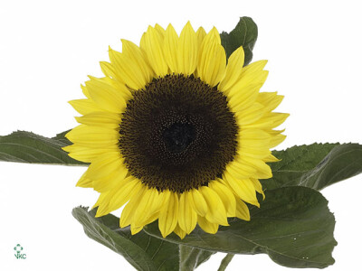 Helianthus annuus 'Premier Lemon'