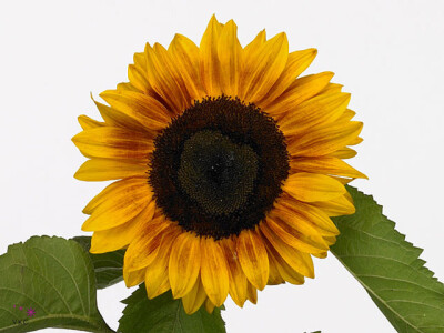 Helianthus annuus Sun4U Bicolor