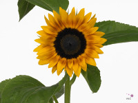 Helianthus annuus 'Jua Inca'