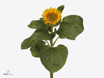 Helianthus annuus 'Sunrich Up Gold'