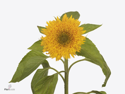 Helianthus annuus 'Kisima Gold'