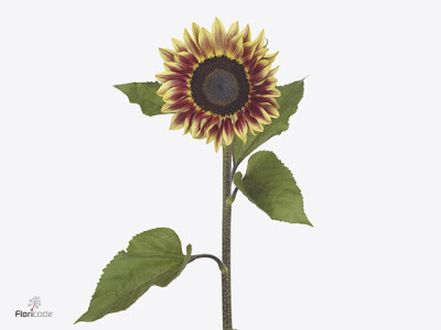 Helianthus annuus 'Marley'