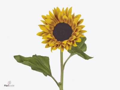 Helianthus annuus 'Ziggy'