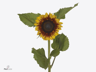 Helianthus annuus Solano Flame