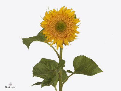 Helianthus annuus Solano Double