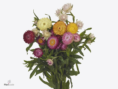 Helichrysum overig