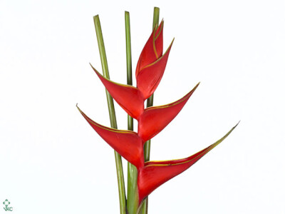 Heliconia stricta 'Iris'