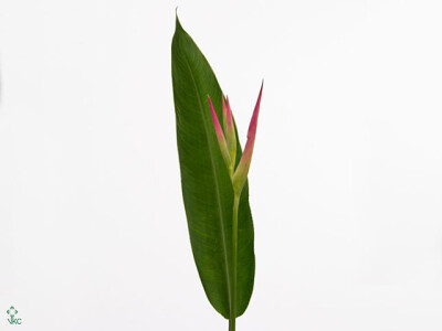 Heliconia psittacorum 'Sassy'