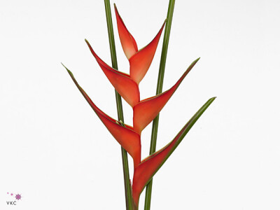 Heliconia stricta 'Tropical'