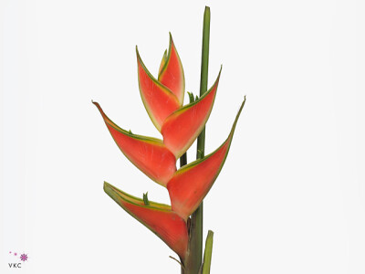 Heliconia wagneriana 'Red Jewel'