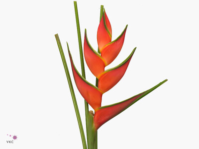 Heliconia 'Oriole Orange'