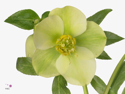 Helleborus orientalis 'Queens Yellow'