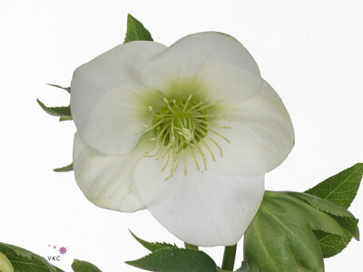 Helleborus orientalis 'Queens White'