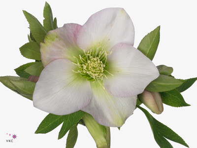 Helleborus orientalis 'Queens Light Pink'