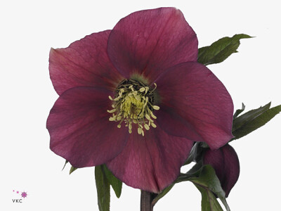 Helleborus orientalis 'Queens Dark Pink'