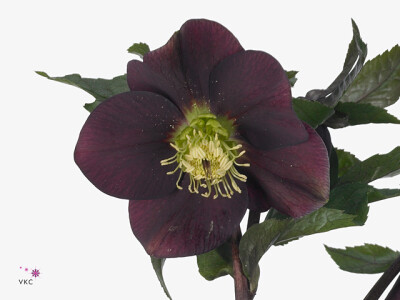 Helleborus orientalis 'Queens Red'