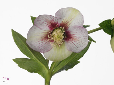 Helleborus orientalis 'Queens Picotee'